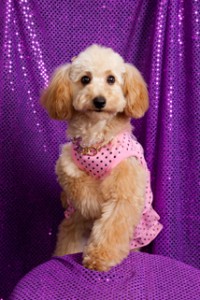 2016dog1